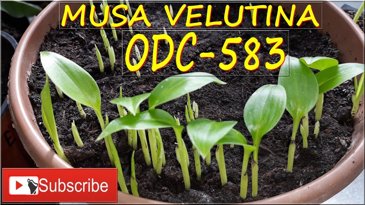 Odc-583,Cz nr 3-Przesadzanie sadzonek, siewek bananów musa velutina,sadzonki bananów