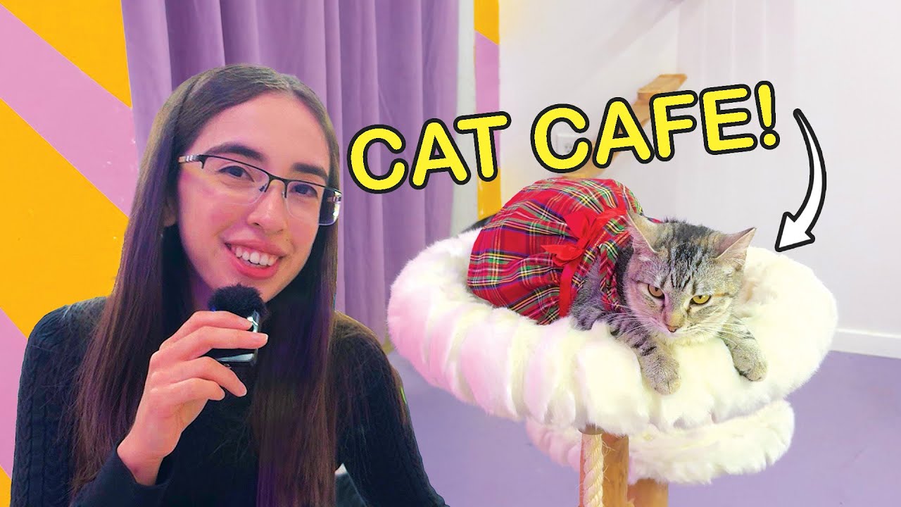 Я посетила кошачье кафе &mdash; Purrfecto Cat Lounge.