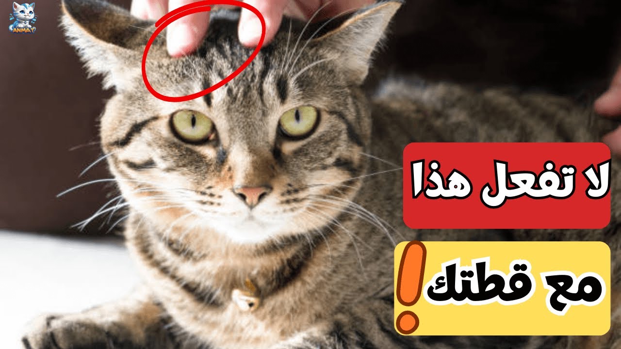 تحذير:10 أخطاء من شأنها أن تدمر العلاقة مع قطتك😿