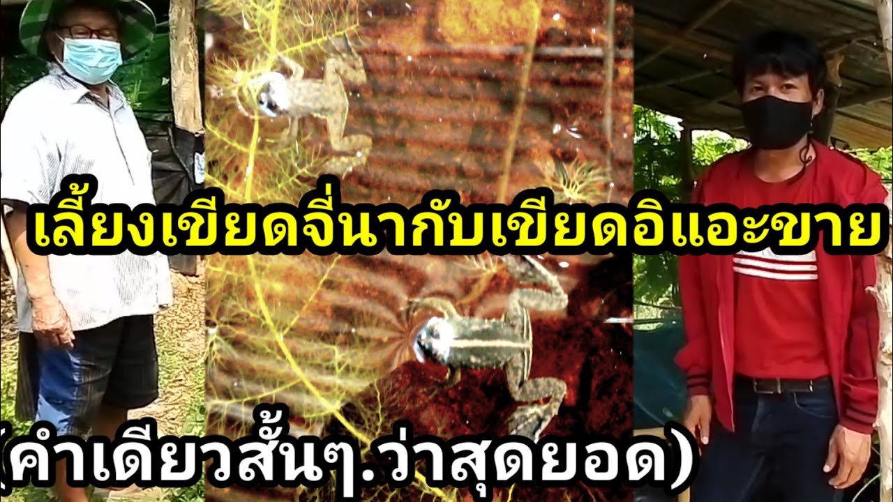 เลี้ยงเขียดขาย(เขียดจี่นา/เขียดอิแอะ/เขียดอิโม้!! มิติใหม่แห่งการเลี้ยง[บอกได้คำเดียวว่าเยี่ยม]