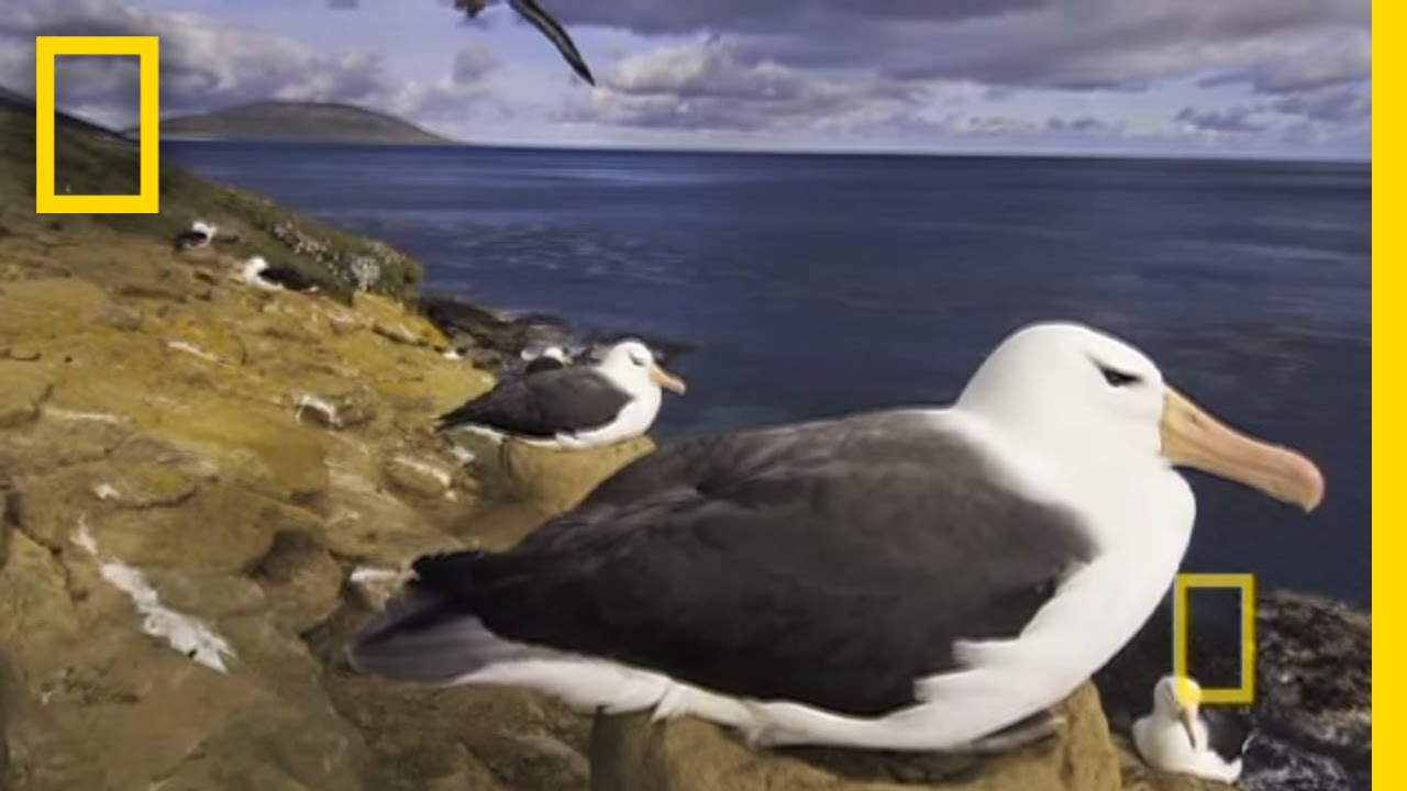 Интервью: Франс Лантинг | National Geographic