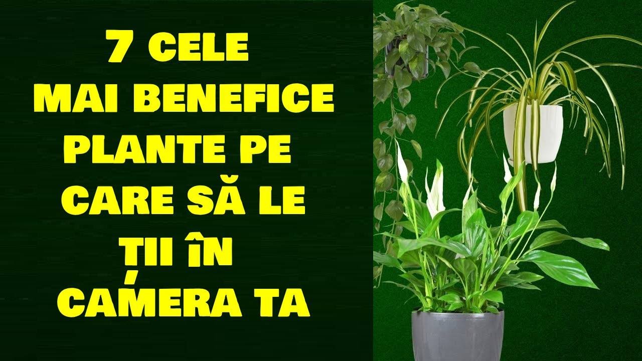 7 CELE MAI BENEFICE PLANTE DE INTERIOR PE CARE SĂ LE ȚII ÎN CAMERA TA!