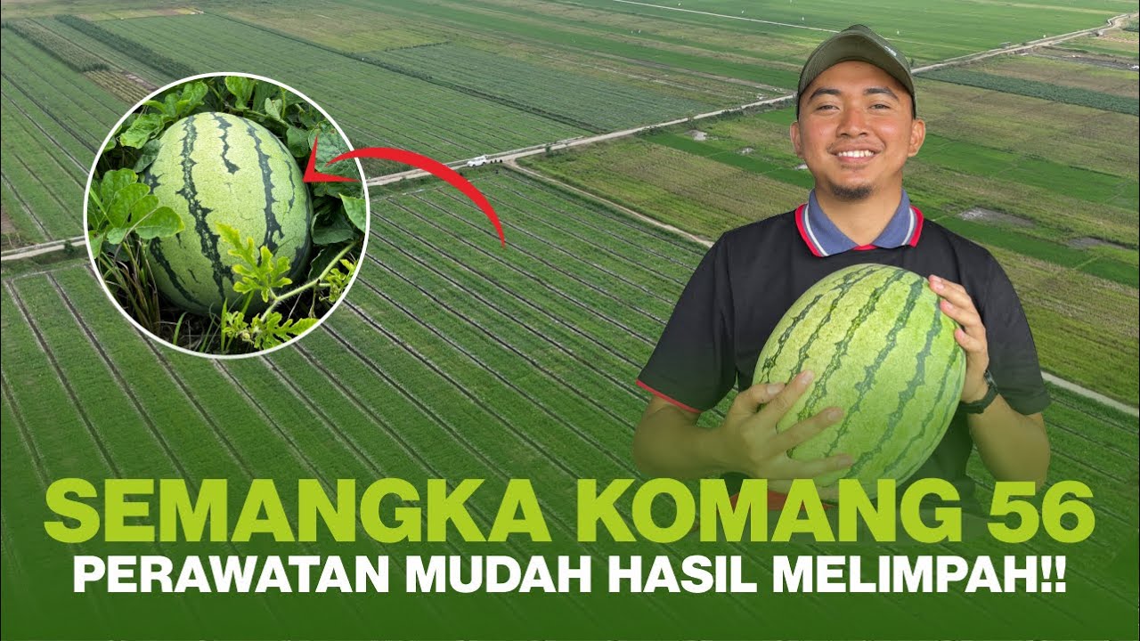 REKOMENDASI BENIH SEMANGKA YANG MENGUNTUNGKAN PETANI || SEMANGKA KOMANG 56