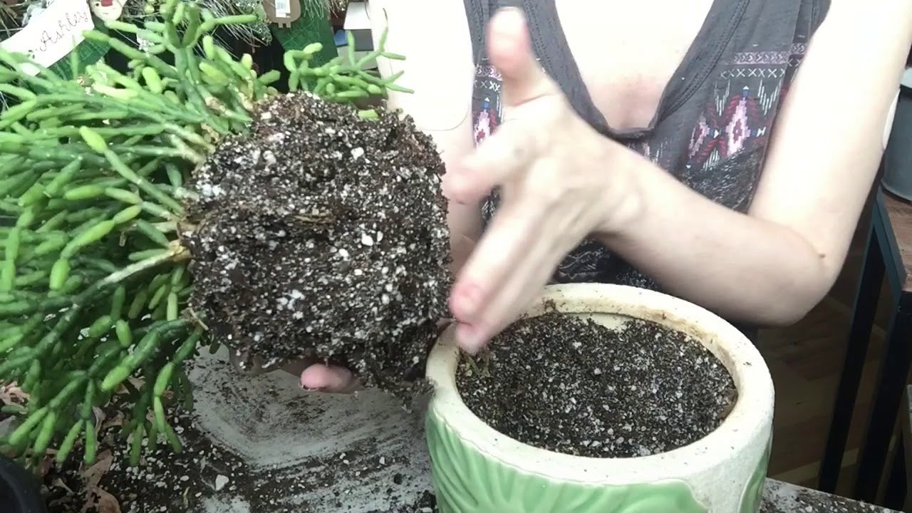 Drunkards Dream (Hatiora Salicornioides) Repotting