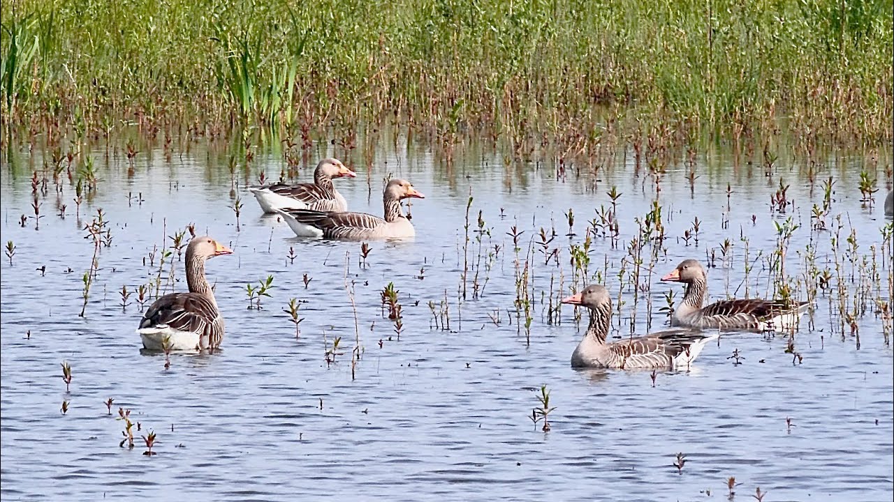 Greylac goose (Anser anser)