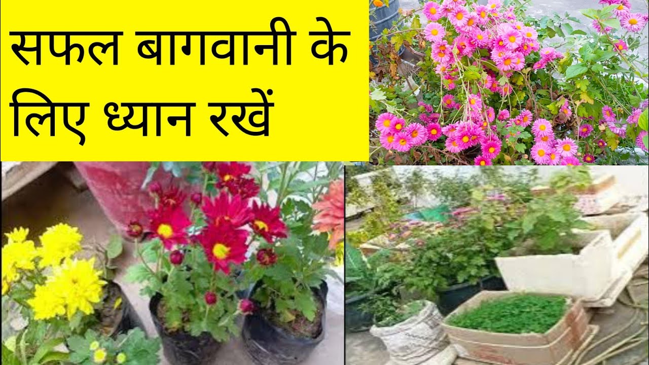 सफल बागवानी कैसेकरें ध्यानरखें कुछ जरूरी बातें /most important tips for successfully gardening tips