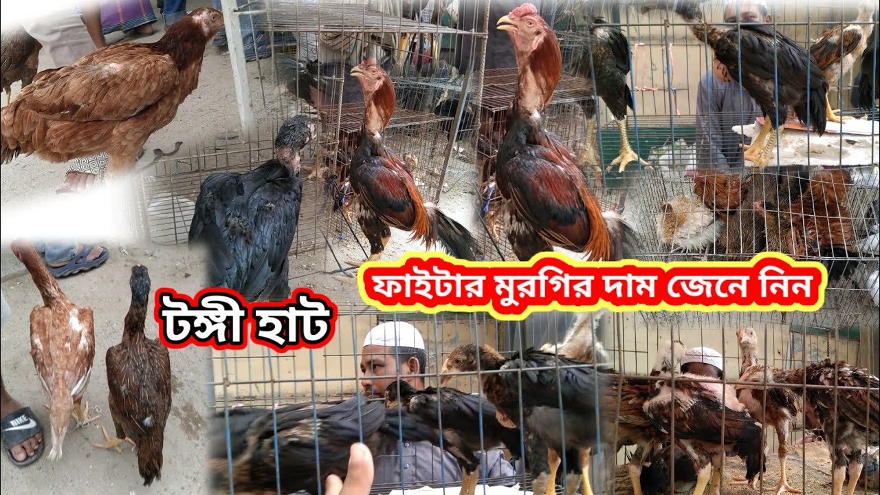 17/8/2024  ফাইটার মুরগির বাচ্চা এবং দাম জেনে নিন Bangladesh hat #01746241891
