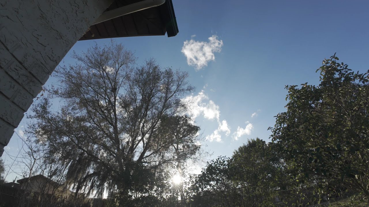 Still World ASMR | Sunset Peeking Through the Trees 🌅 1 Hour of Calm Evening Ambience