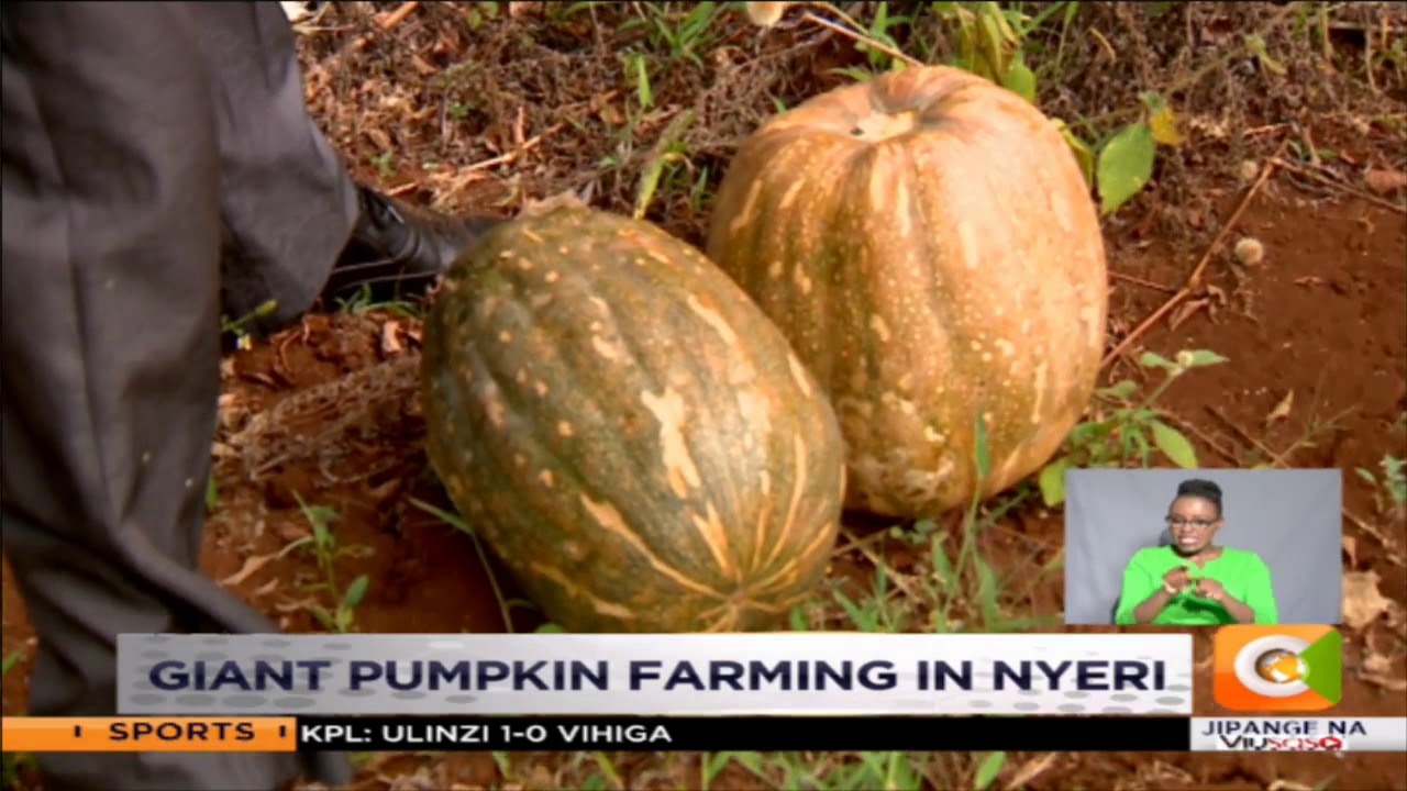 | SMART FARM | Giant Pumpkin Farming in Nyeri