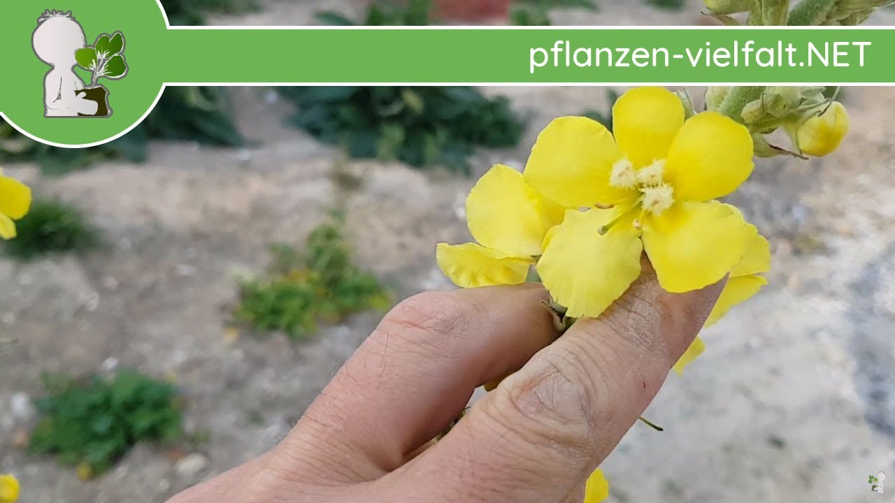 Windblumen-Königskerze - Ganze Pflanze - 22.10.18 (Verbascum phlomoides) - Wildpflanzen bestimmen