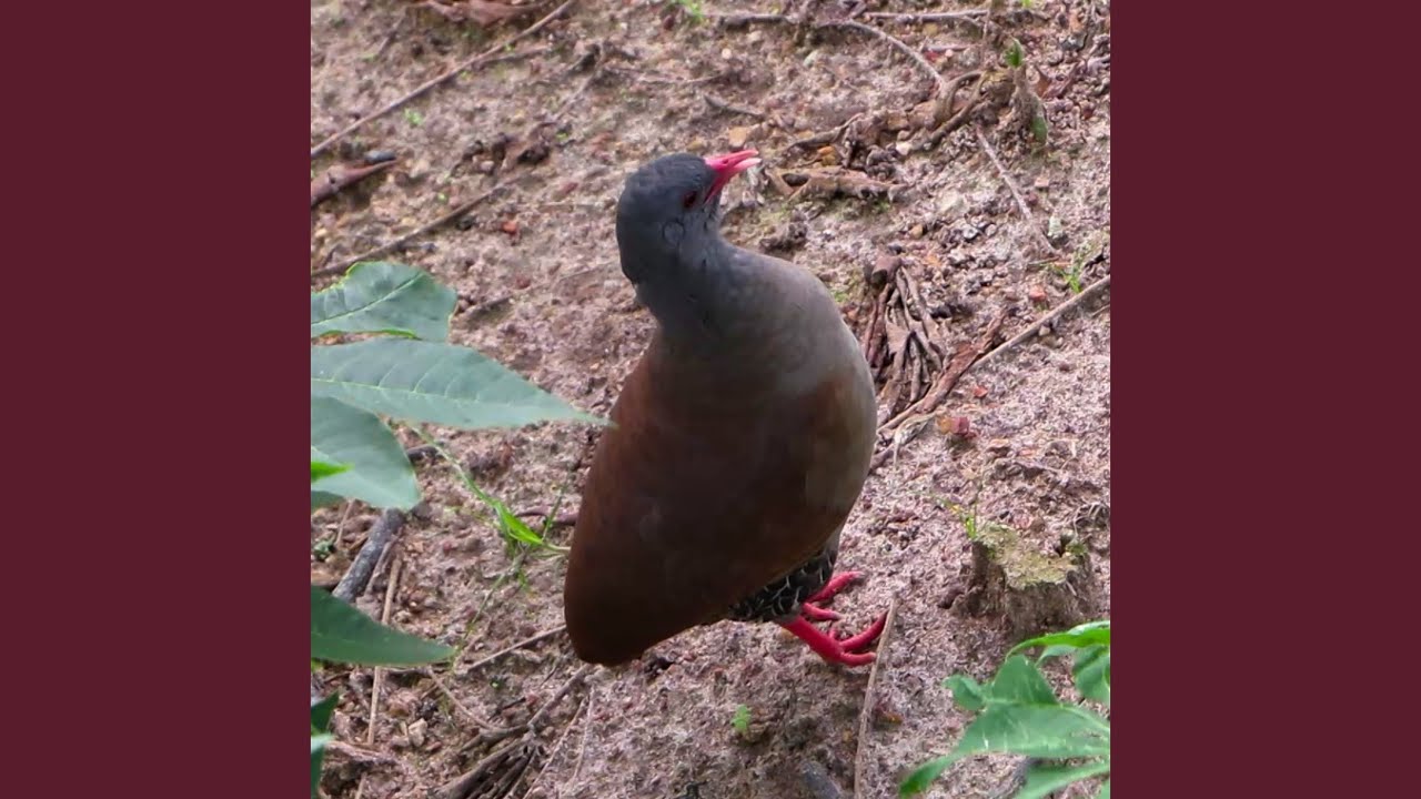 Incrível Canto da Inhambu-chororó Na Caatiga (Crypturellus parvirostris)