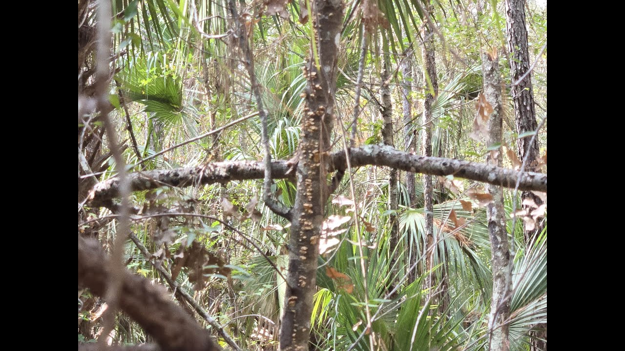 STATE FOREST LOOKING AT STRUCTURES! 