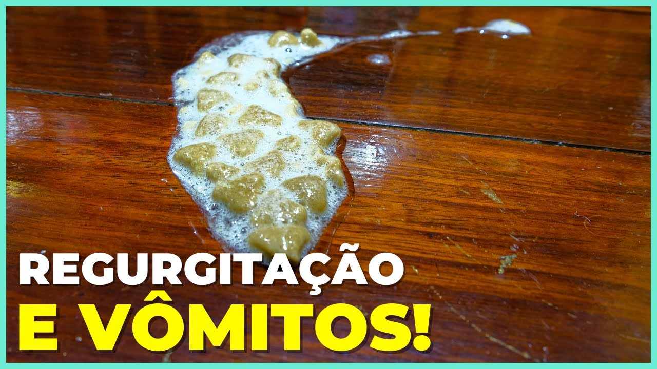 É POR ISSO Que Seu Gato Vomita Depois De Comer!
