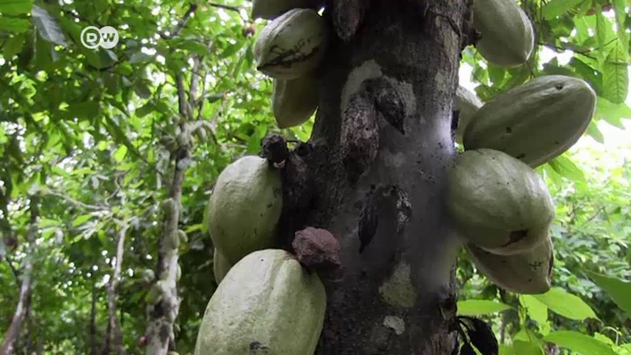 Plaga de orugas en Costa de Marfil