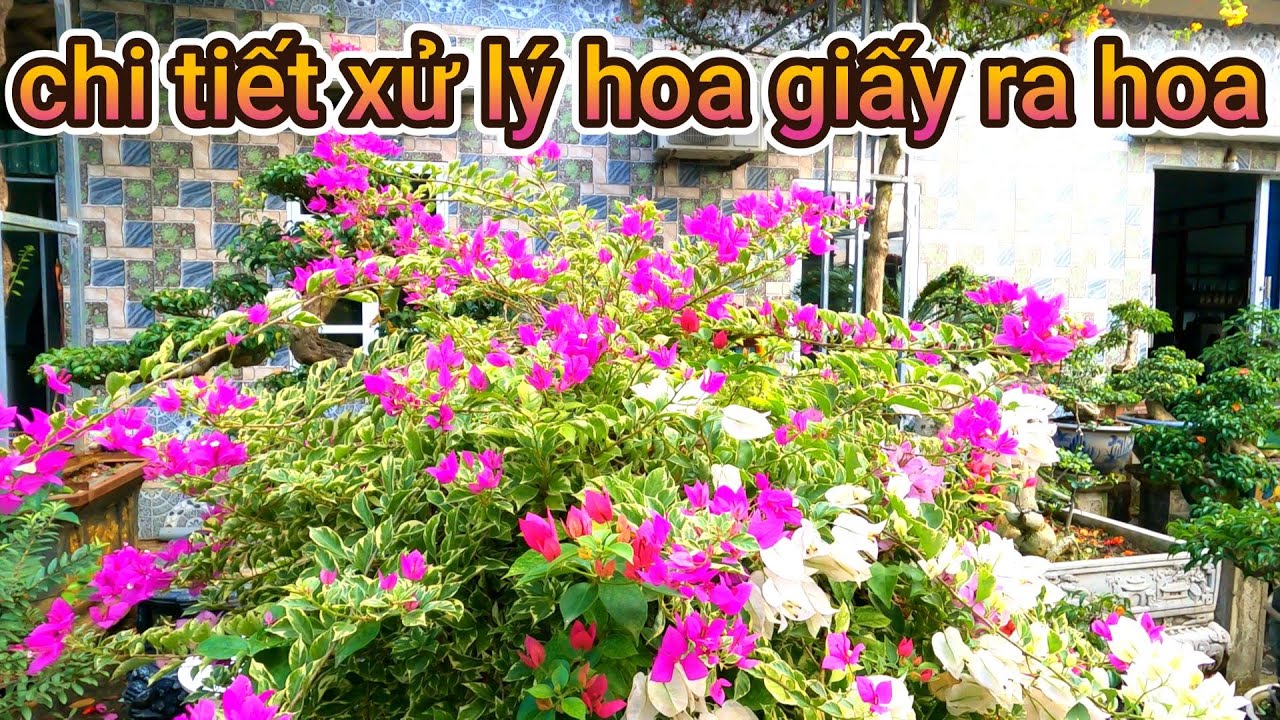 cách xử lý chi tiết hoa giấy ra hoa tết