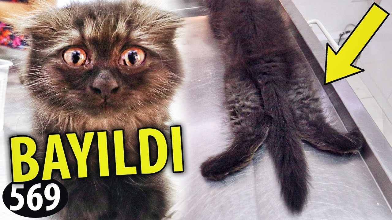 MUAYENEDE BAYILDI! 😲(sevimli yavru kediler)