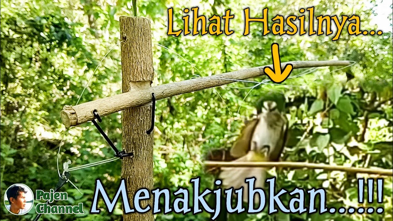 Jebakan Burung Dengan Pegas Kawat Bekas Payung Rusak  - Jebakan Burung Bongkar Pasang
