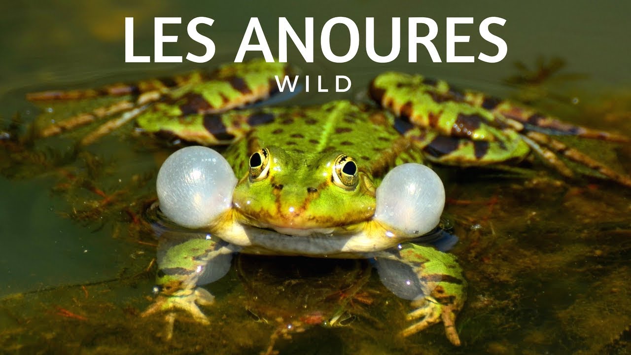 GRENOUILLE, RAINETTE OU CRAPAUD ?