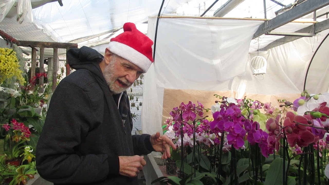 orchidee con boccioli che 