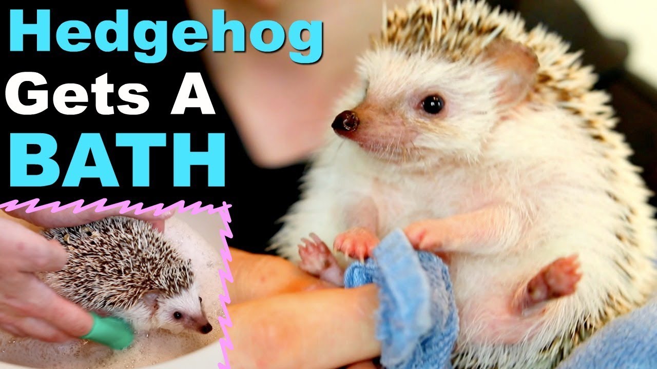 Giving My Hedgehog a Bath!