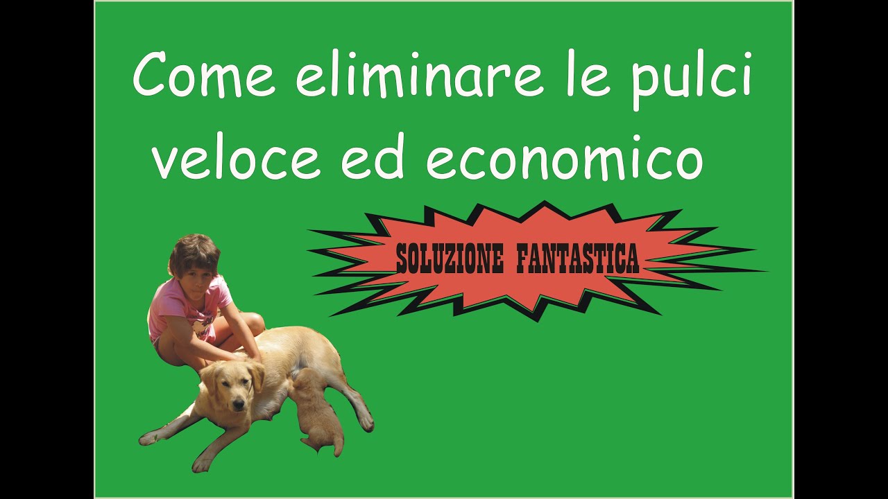 Come eliminare le pulci dall'ambienteveloce ed economico