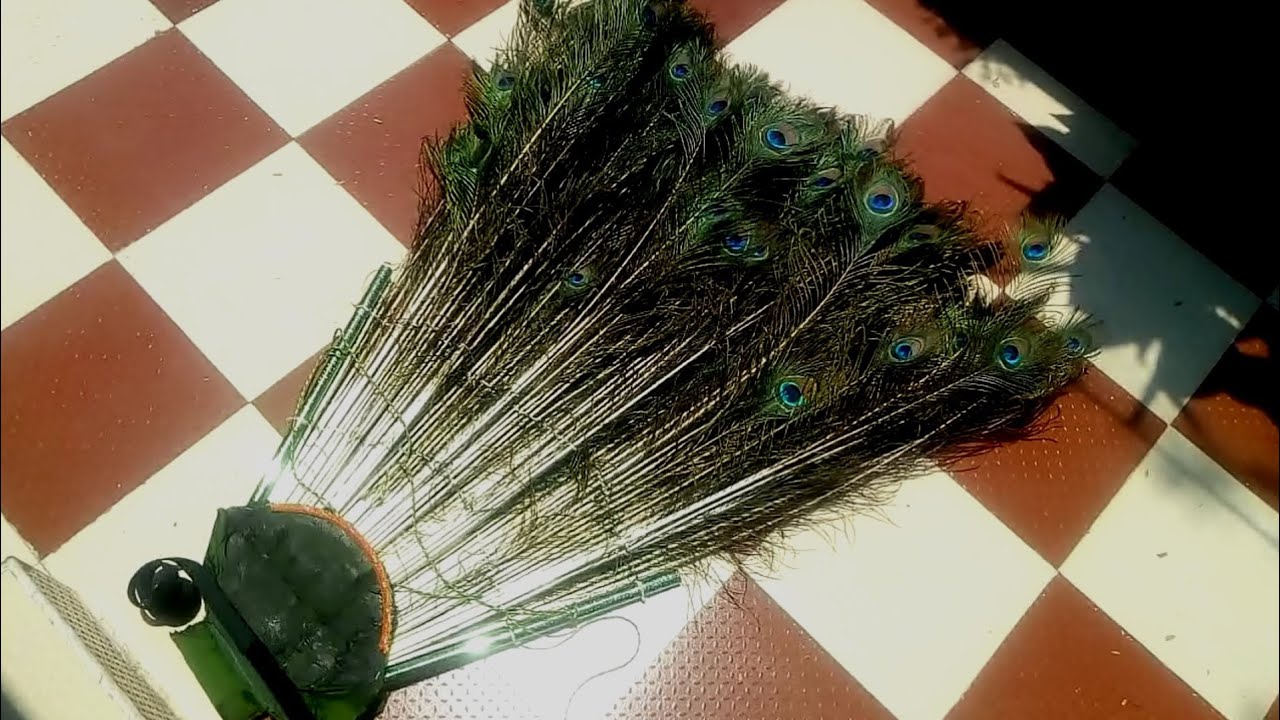 Mayil dance | Props ideas | Peacock feather | Black pulse |