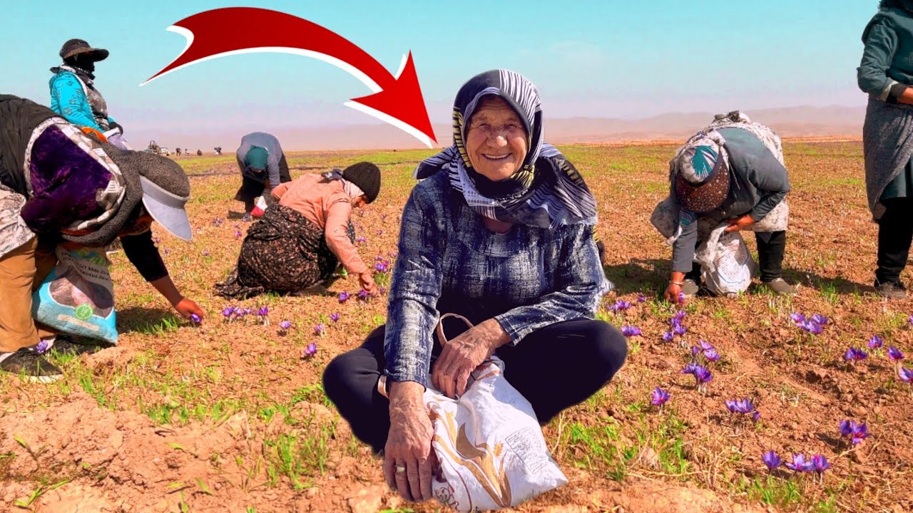 Village life in Iran : The purest saffron in the world