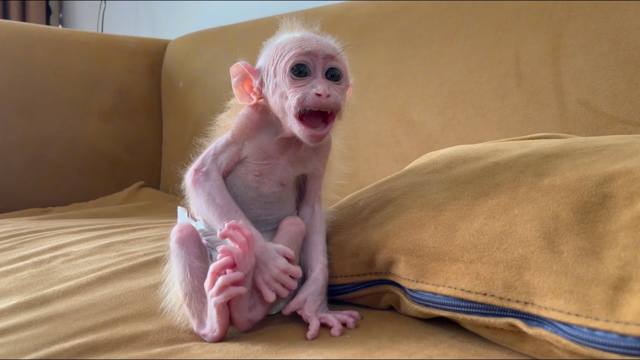 Full version 6 days CUBIS! Cutest moments baby monkey CUBIS