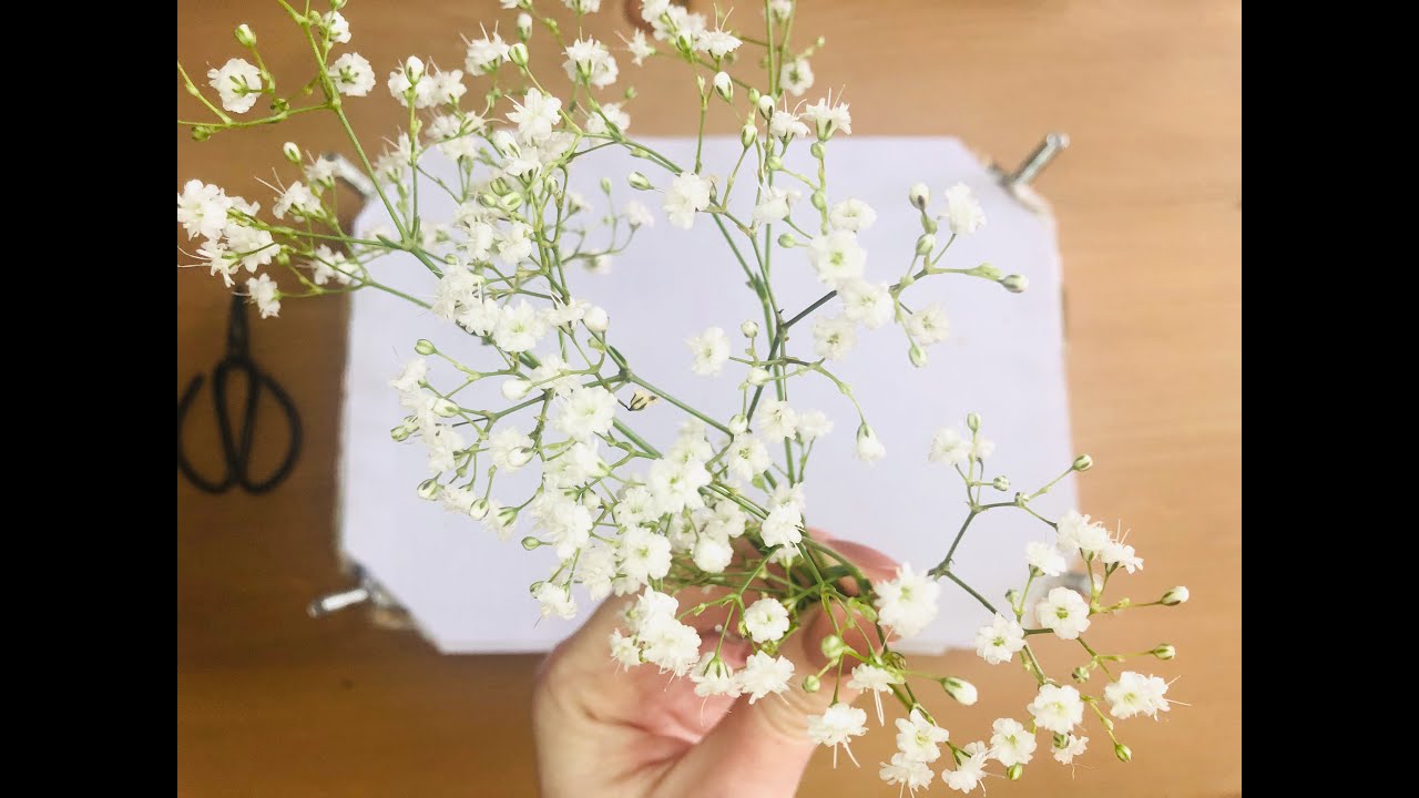 The Weekly Press - Pt 2 - Removing Gypsophila from the Flower Press