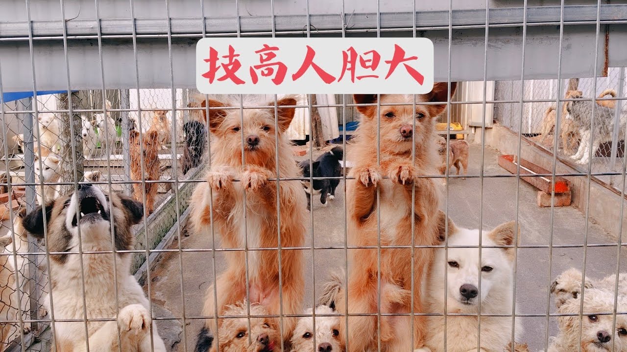 艺高人胆大。胆大艺更高。凭技艺赚取零食的狗狗