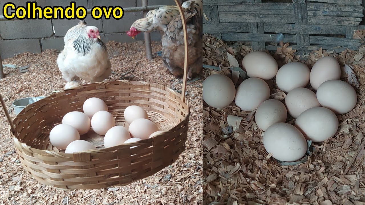 COLHENDO OVO das Galinha Brahma 🐣🥚