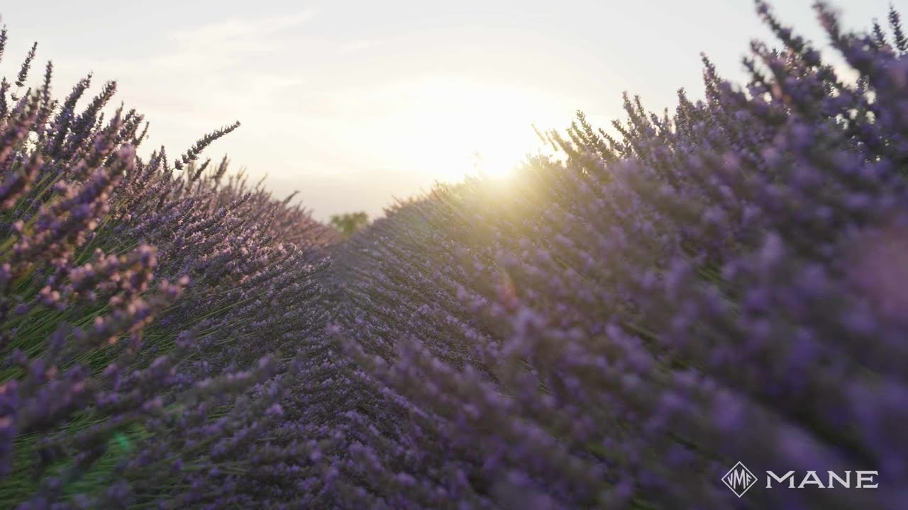 MANE Sourcing Lavandin in Provence