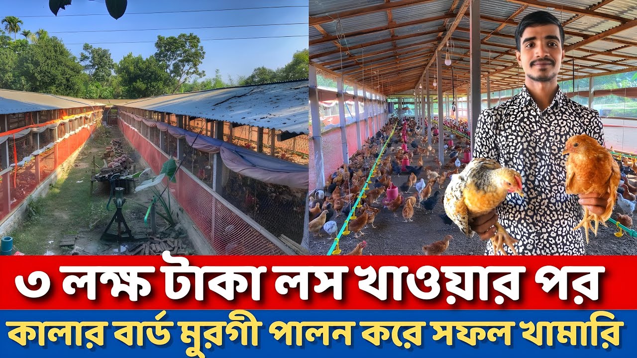 বিশাল শেডে ৭ হাজার কালার বার্ড মুরগি একসাথে পালন করে সফল খামারি||কালার বার্ড মুরগি||জানুন কর্মফল।
