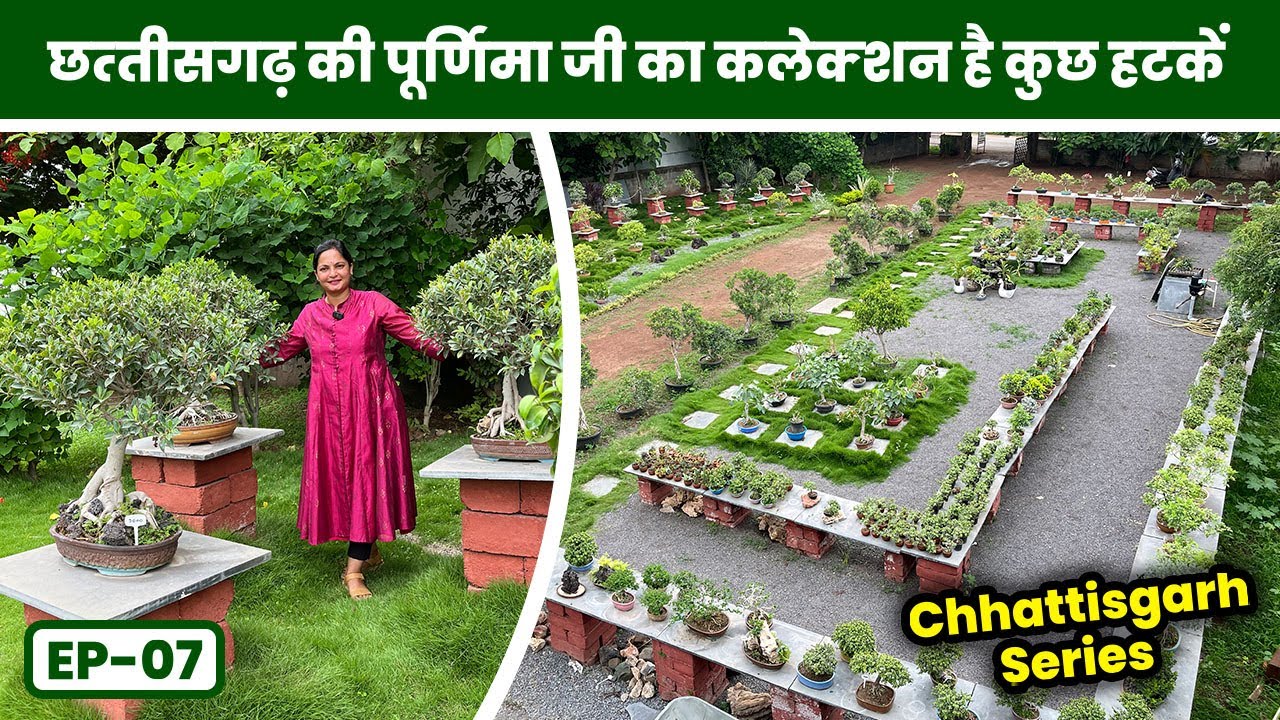 छत्तीसगढ़ की पूर्णिमा जी का कलेक्शन है कुछ हटकें 🤩🪴 Chhatisgarh Series EP-07