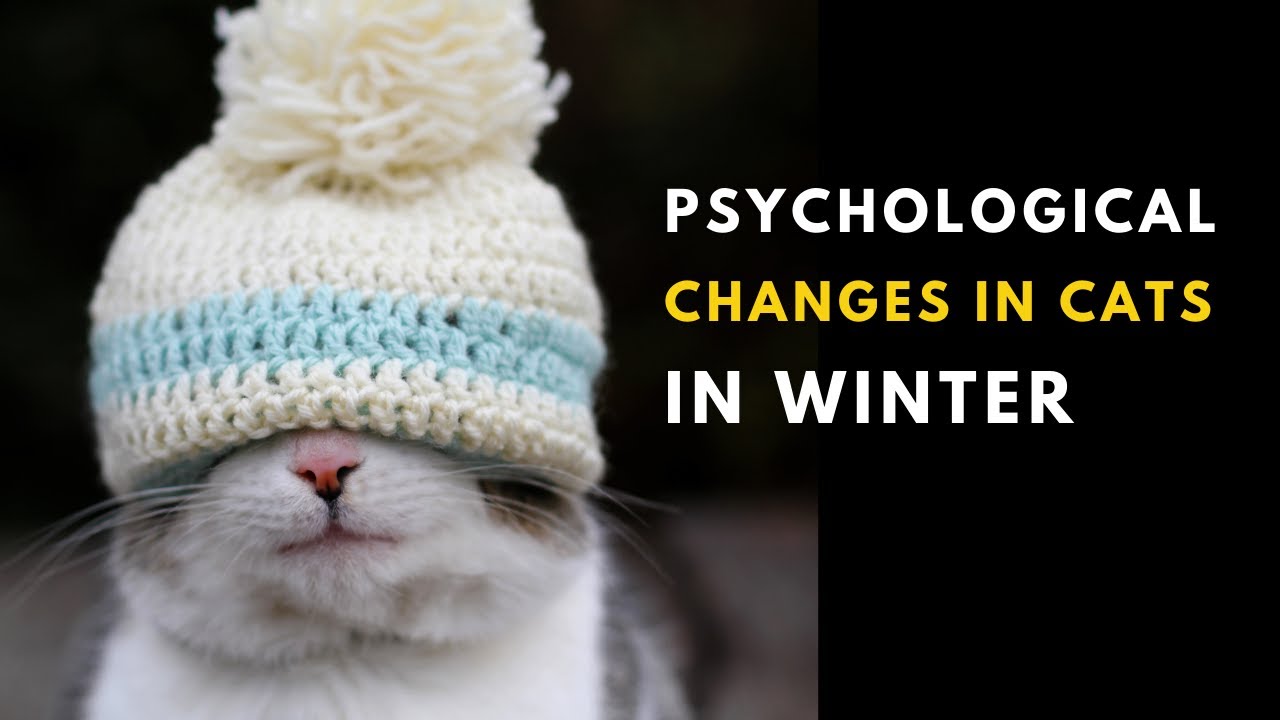 What Psychological Changes Does Winter Cause Your Cat? | Seasonal Changes In Cats