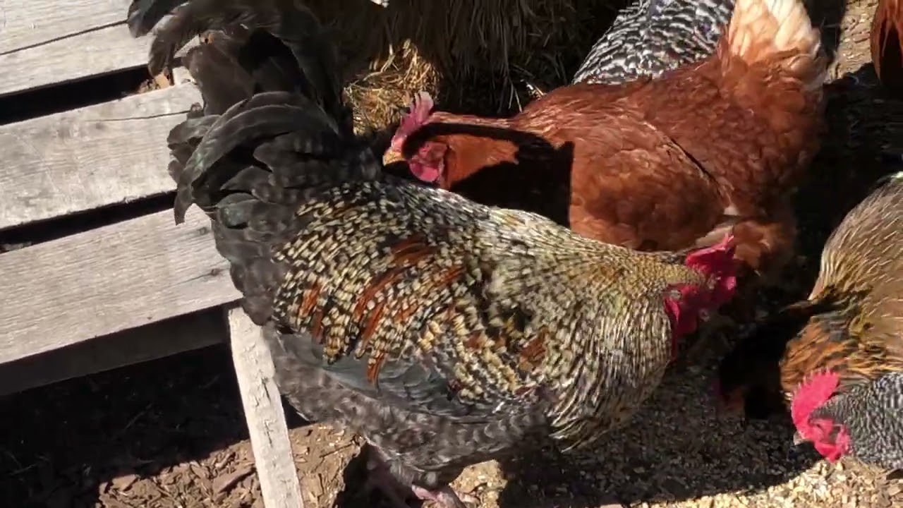 Olive 🫒 egger rooster | handsome guy | chickens 🐓