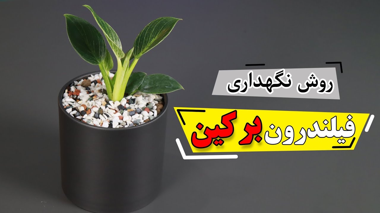 روش نگهداری گیاه فیلندرون برکین