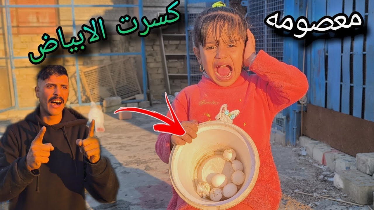 الطيور🕊️كلهه بيضت بمكان واحد🥺وكسرنه الابياض كلهه اني ومعصومه
