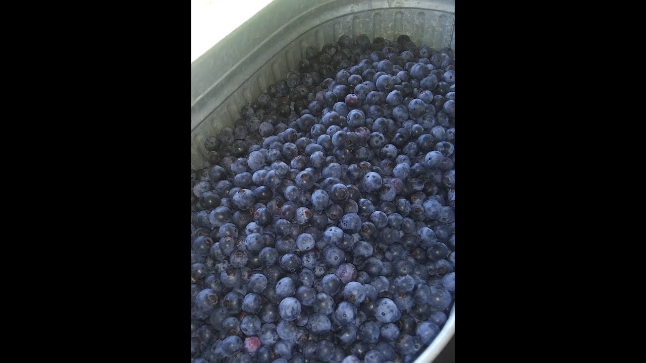 HOW to Make and CAN Blueberry JUICE / Pure and Natural Super Food #blueberry #canning