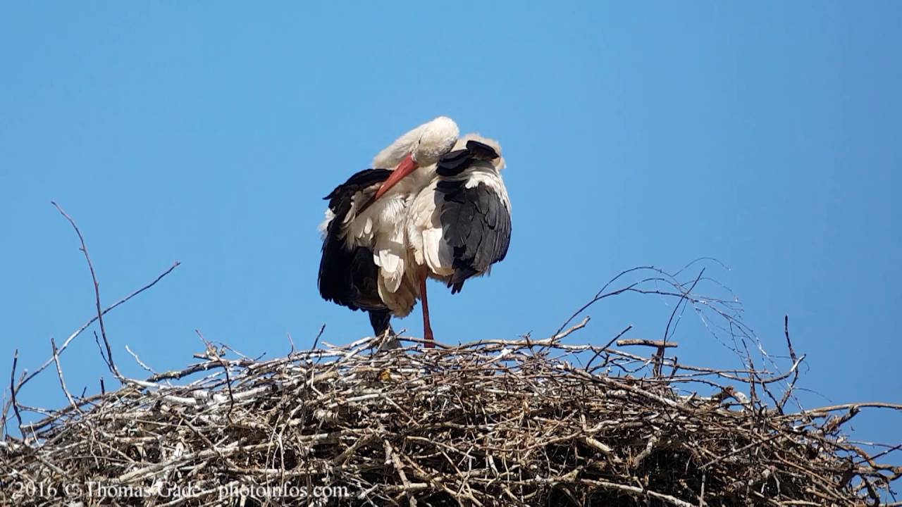 Digiscoping Smartphone mit dem Kowa Prominar TSN 883 Spektiv - Spotting Scope