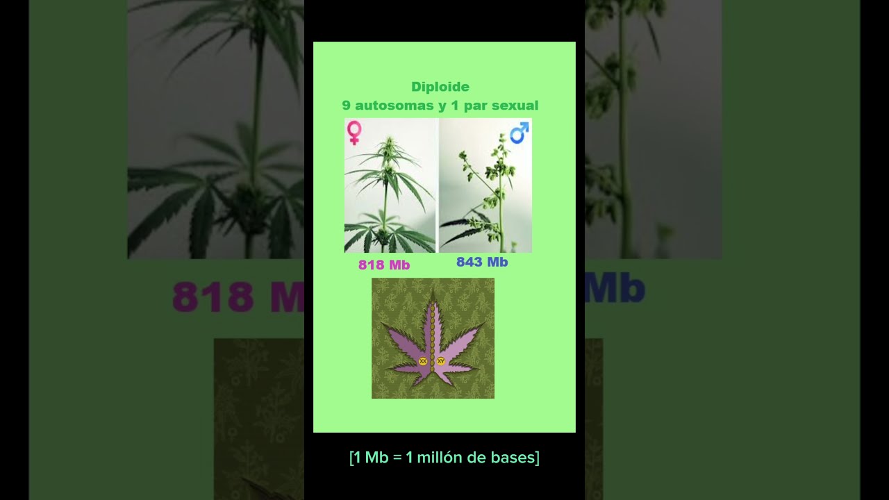 Gen&eacute;tica, CBD y Cannabis.