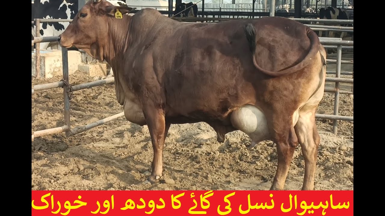 Top SAHIWAL COW in Pakistan | World Highest Milking Record | Sahiwal Cow Milk | HRM Dairies