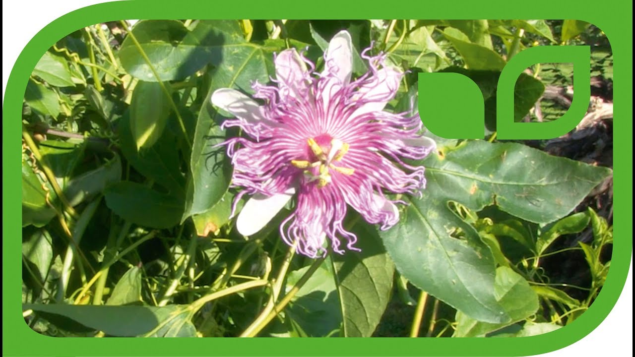 Winterharte Passionsblume Eia Popeia als freiwachsende Staude