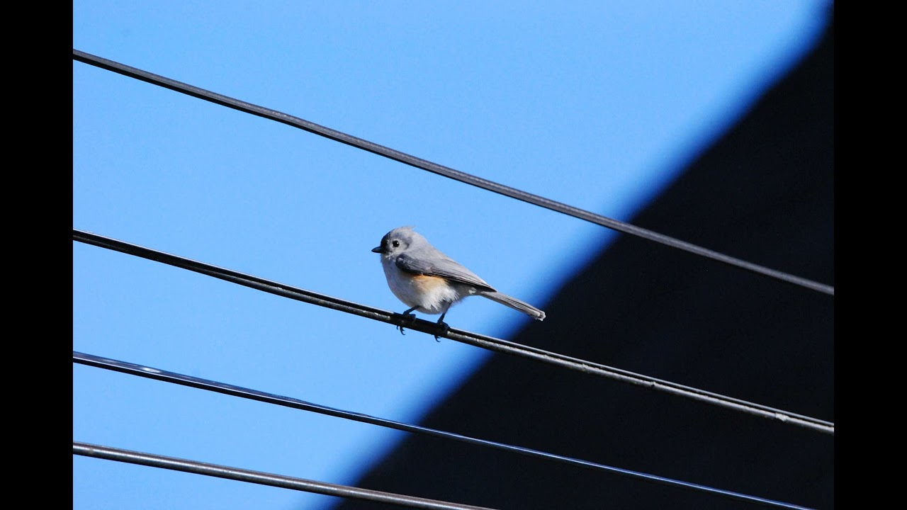Tufted Titmouse Singing Sound - 1 Hour (Bird-Calling, White-noise, Study, Focus, ASMR, Meditation)