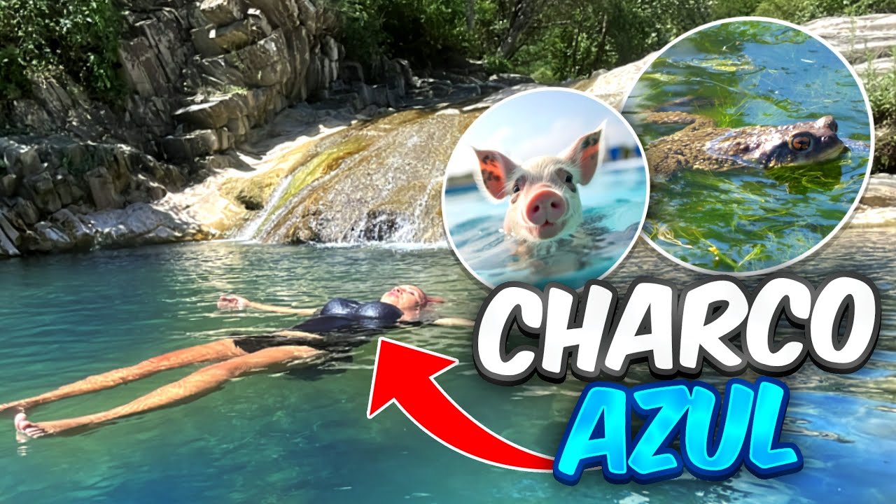 Un CERDO Y Un SAPO Locos 🤪 |Charco Azul