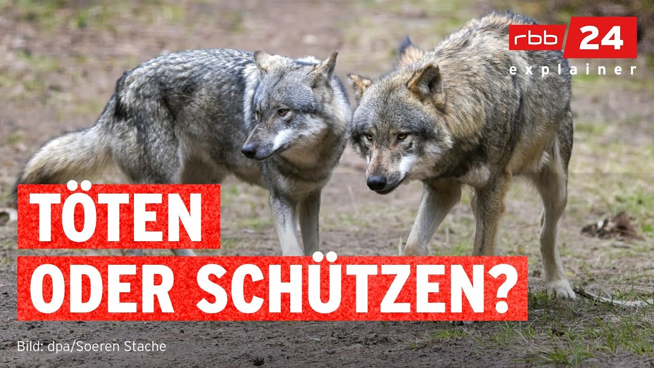 Wie Sch&auml;fer sich vor W&ouml;lfen sch&uuml;tzen | rbb24 explainer