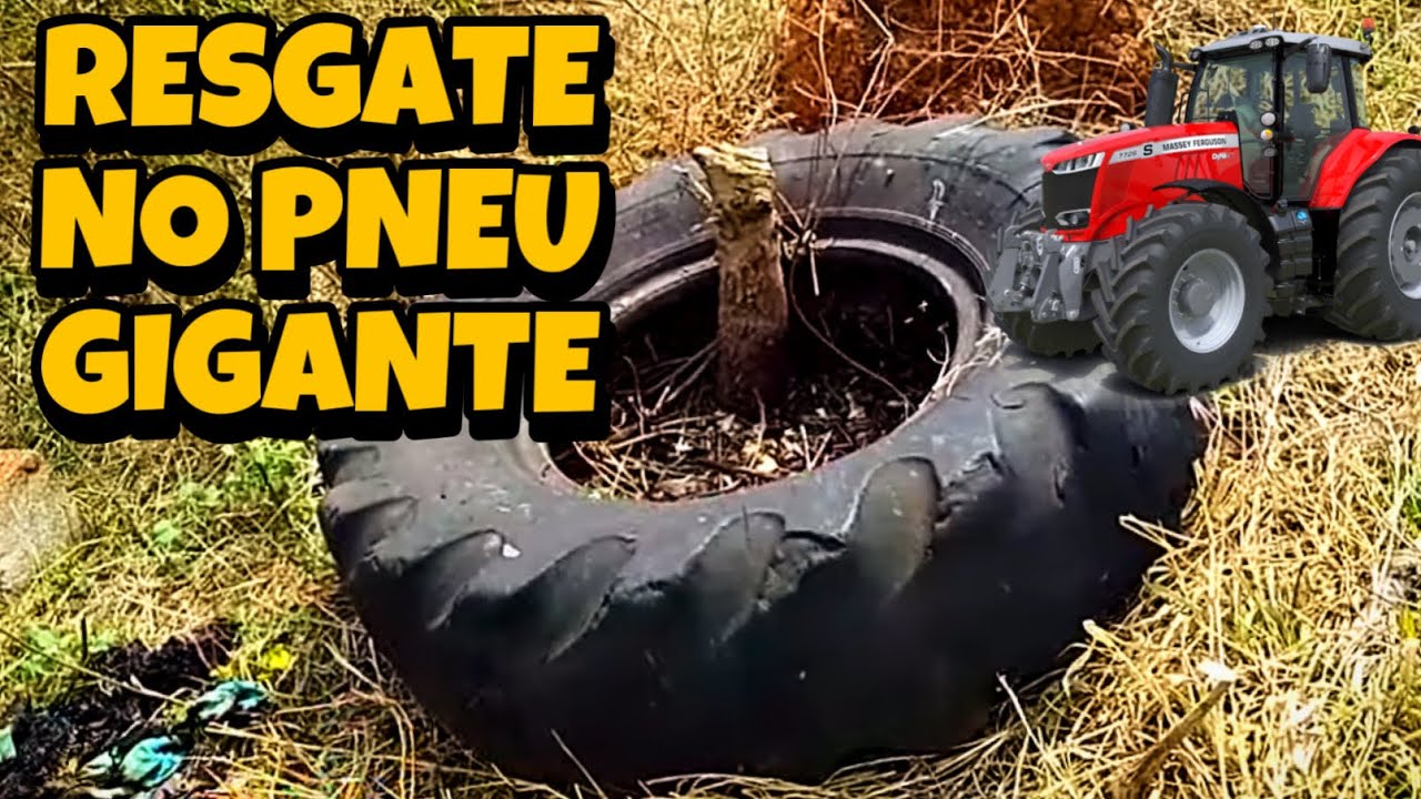 RESGATE DE ABELHAS APIS EM UM PNEU DE TRATOR GRANDE  🚜
