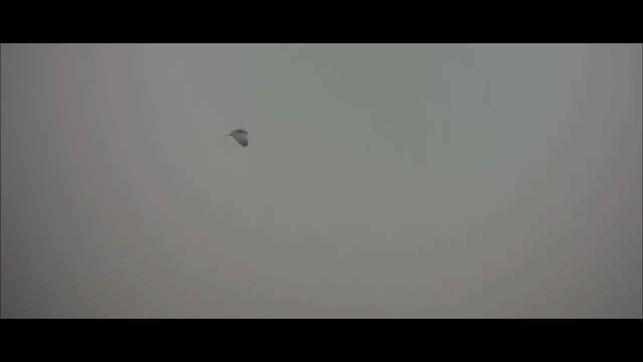 black winged kite 22 January 2026