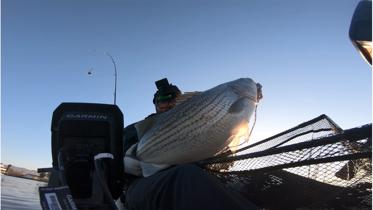 BIG FAT Striped Bass Caught On The Petaluma River
