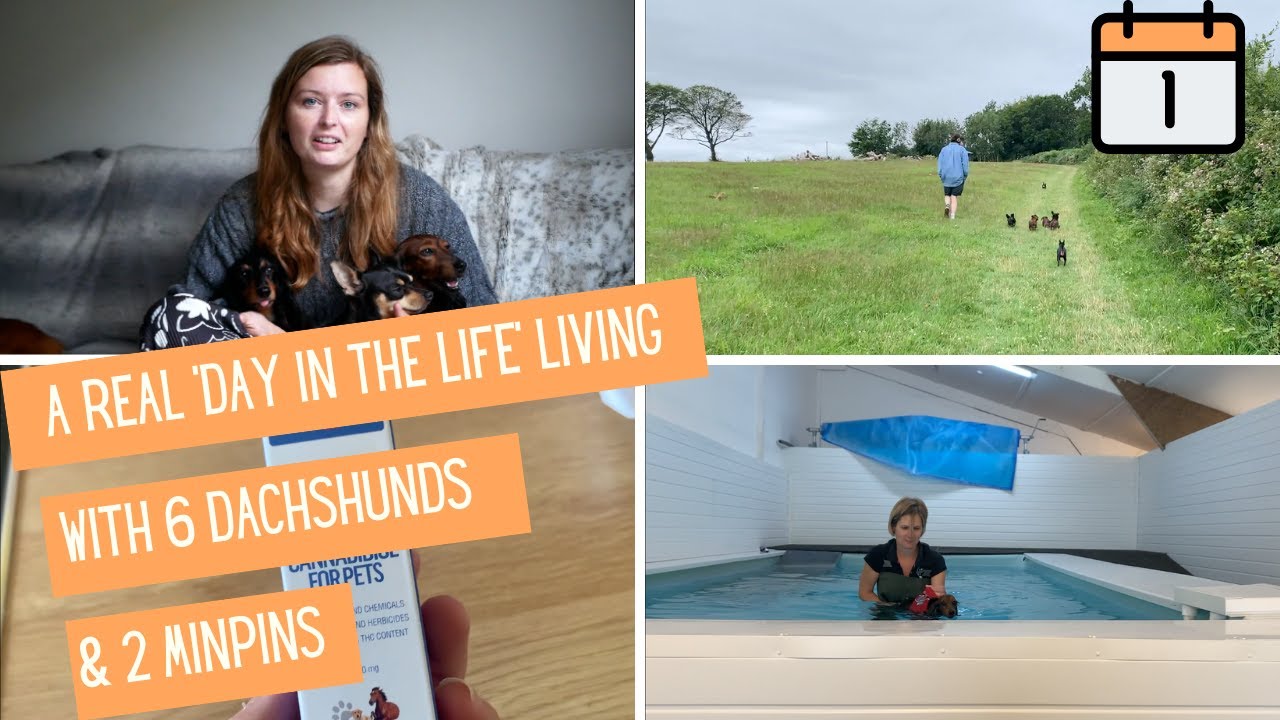 Living with 6 Dachshunds in the UK | 'day in the life'